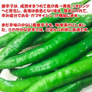 青唐辛子味噌 200g 新井武平商店(埼玉県秩...の詳細画像1
