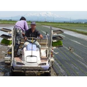 令和7年産 山形県産 雪若丸 減農薬米 5kg...の詳細画像3