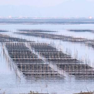 海苔 焼き海苔 訳あり お得 150枚(50枚...の詳細画像2
