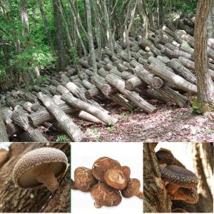伊豆産原木椎茸100% しいたけの粉 100g...の詳細画像1