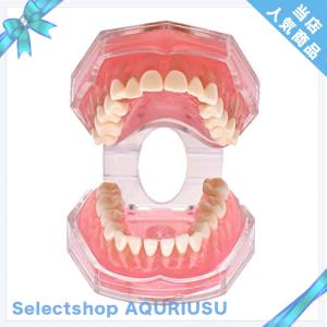 Oral Dentistry 歯列模型 歯が抜く説明モデル 説明モデル 教学モデル 歯科インプラントモデル 上下顎模型 研究治療