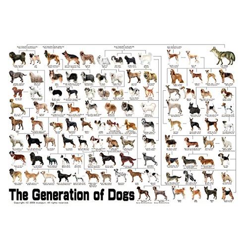 犬の系統図 A1サイズ The generation of dogs