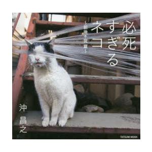必死すぎるネコ 前後不覚篇