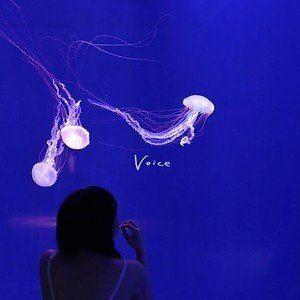 赤いくらげ / Voice [CD]