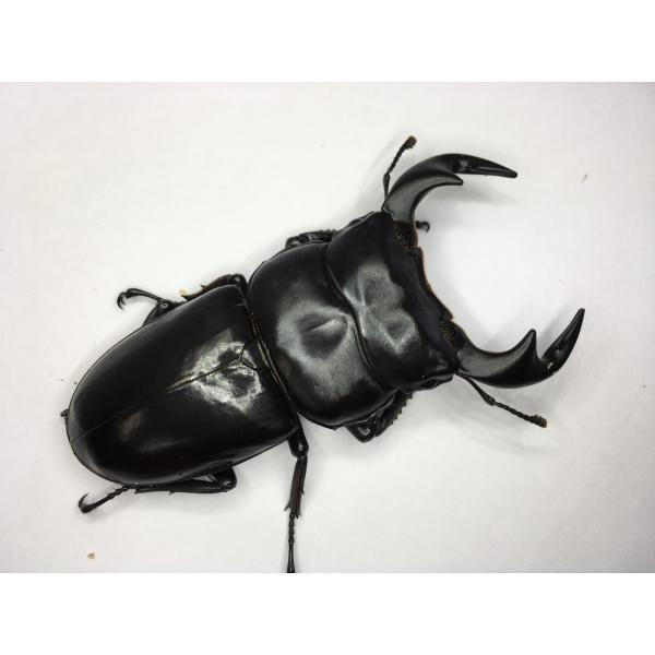 アルナーチャルアンテ  成虫ペア