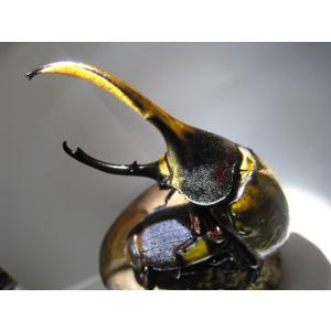 ペルー産フルゴールドリッキー　幼虫ペア