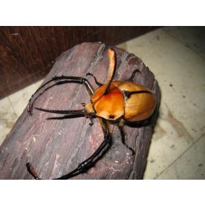昆虫ショップ Ghost その他カブト カブトムシ 成虫 Yahoo ショッピング