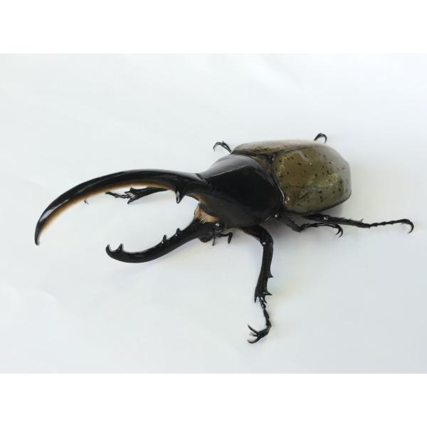 ヘラクレス・ヘラクレス  オオカブト  成虫ペア
