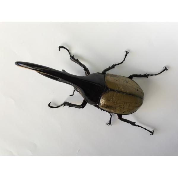 ヘラクレス・ヘラクレス オオカブト成虫ペア