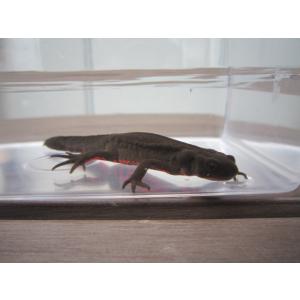 アカハライモリ　ノーマル個体