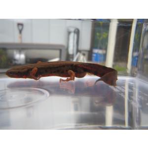 アカハライモリ　ドット柄　セレクト個体