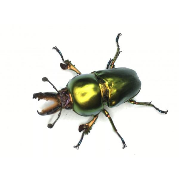 ラトレイユキンイロ 成虫ペア