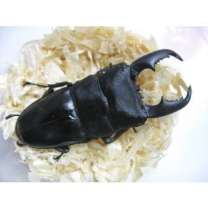 マリンドッケヒラタ　成虫ペア