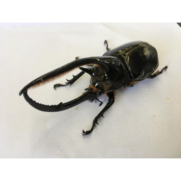 ネプチューンオオカブト 成虫ペア