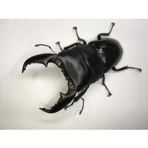 昆虫ショップ Ghost ヒラタ系 クワガタ 幼虫 Yahoo ショッピング