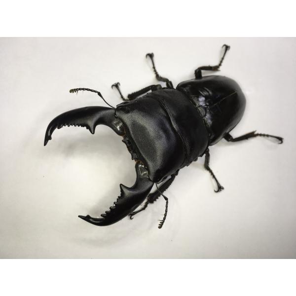 マレーヒラタ  ギネス血統  幼虫３頭セット