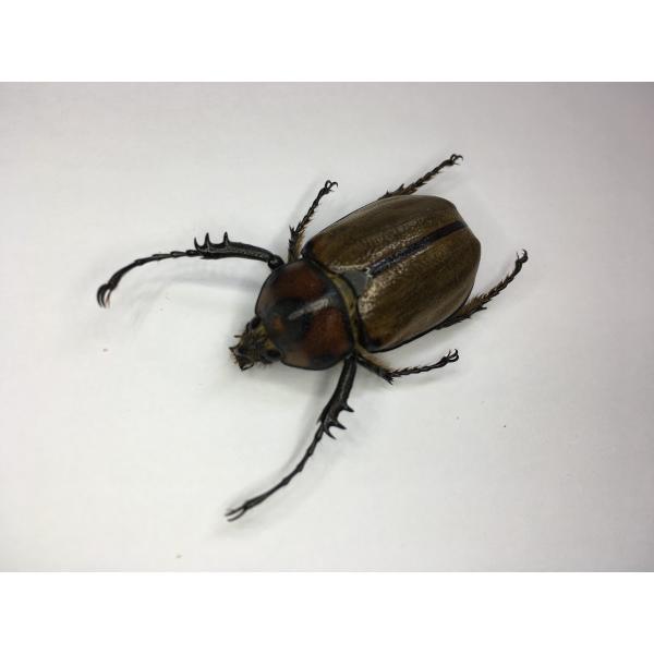 ゴロファ・パラドックス 幼虫３頭セット