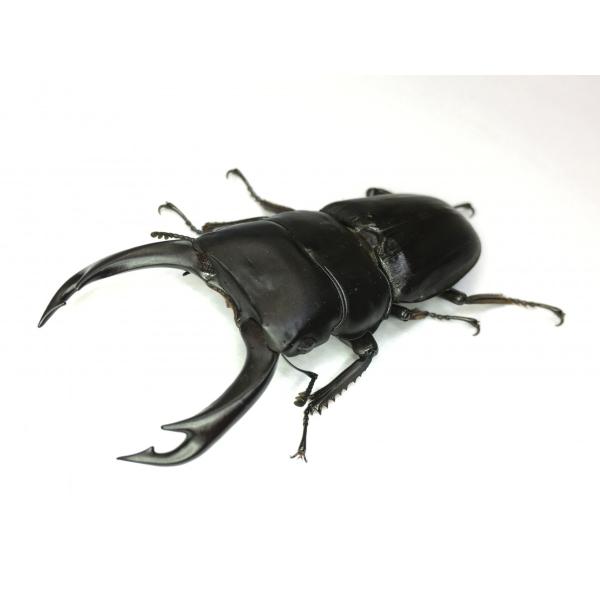 ミンダナオパリーオオクワガタ  成虫ペア（セツロウ）