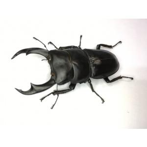 シェンクリングオオクワガタ 成虫ペアの商品画像