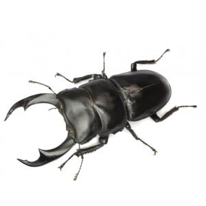 シェンクリングオオクワガタ 成虫ペアの詳細画像1