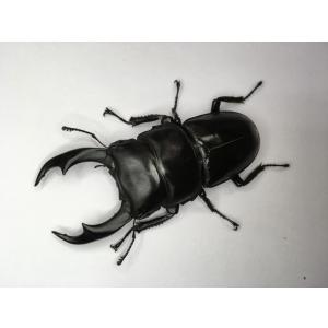 シェンクリングオオクワガタ 成虫ペアの詳細画像2