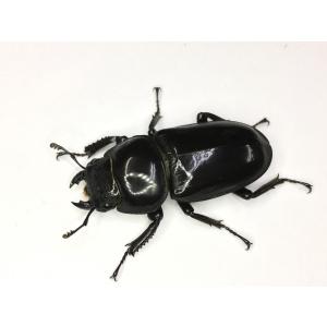 シェンクリングオオクワガタ 成虫ペアの詳細画像3