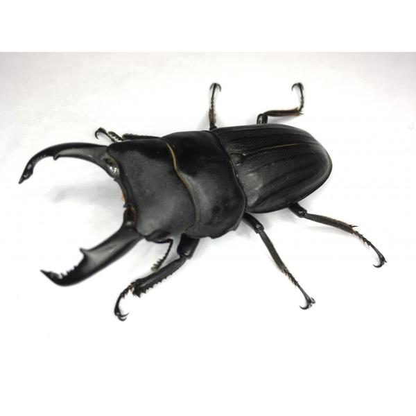 スジブトヒラタクワガタ  成虫ペア