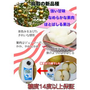 鳥取 新甘泉 梨 秀品 5kg 12玉〜16玉...の詳細画像2
