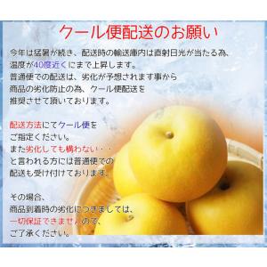 鳥取 新甘泉 梨 秀品 5kg 12玉〜16玉...の詳細画像3