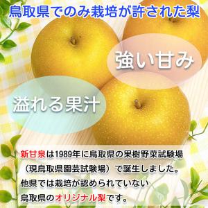 鳥取 新甘泉梨 秀品 化粧箱 大玉 4玉から6...の詳細画像2