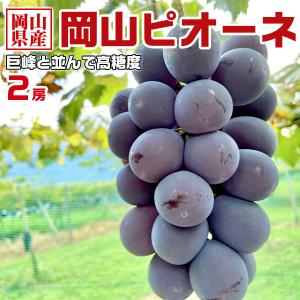 ぶどう 岡山県産 ピオーネ 550g × 2房入 合計1.1kg お中元 敬老の日 お歳暮 お供え ギフト
