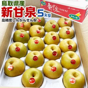 梨 新甘泉 （しんかんせん） なし 鳥取県産 5kg 新品種の梨 5キロ 高糖度 JA 贈答用 お礼 お祝い 秋の贈り物 敬老の日 ギフト 冷蔵便 果物 フルーツ 送料無料