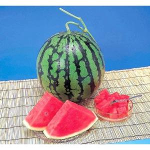 すいか スイカ 熊本県産 1箱 5kg×2玉 ...の詳細画像2