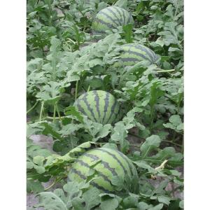 すいか スイカ 熊本県産 1箱 5kg×2玉 ...の詳細画像3