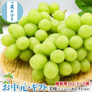 お中元 ぶどう シャインマスカット 京たんご産 2kg (3〜5房) 贈答用 京都府京丹後市産 高級ギフト フルーツ 果物 遅めの 夏ギフト
