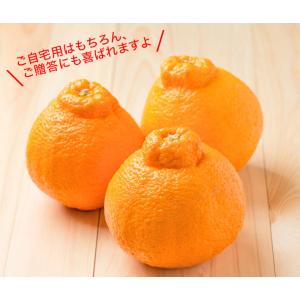 不知火 みかん しらぬい 秀品 3kg 1箱 ...の詳細画像3