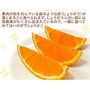 不知火 みかん しらぬい 秀品 3kg 1箱 ...の詳細画像4
