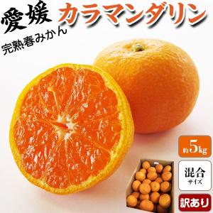 カラマンダリン 5kg 訳あり 春みかん 愛媛県産 高級柑橘