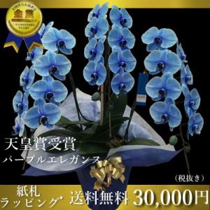 胡蝶蘭 青の商品一覧 通販 Yahoo ショッピング