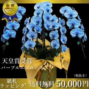 ブルーエレガンス胡蝶蘭5本立ち　変わり青胡蝶蘭　ブルー胡蝶蘭　胡蝶蘭5本立ち/開店祝い/還暦祝い/お祝い・胡蝶蘭 3本立ち/胡蝶蘭 送料無料/お祝い花