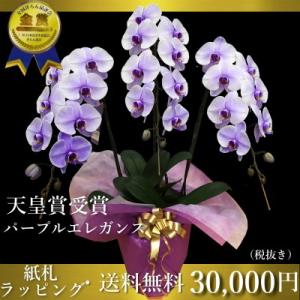 胡蝶蘭 紫の商品一覧 通販 Yahoo ショッピング