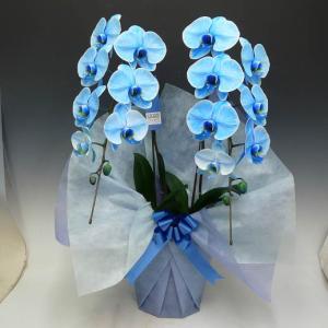 胡蝶蘭 青の商品一覧 通販 Yahoo ショッピング