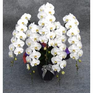 ■お供え胡蝶蘭5本立70輪以上(蕾含む)■胡蝶蘭5本立ち・胡蝶蘭(コチョウラン)胡蝶蘭5本立ち大輪/胡蝶蘭 5本立ち/胡蝶蘭 送料無料/お供え花・法事 【ラン