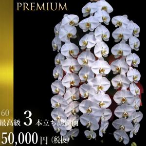 胡蝶蘭大輪3本立ちプレミアム60輪〜(つぼみ含む)3本立ち胡蝶蘭　大輪/3本立ち/送料無料/開店祝い//大輪/ミニ/敬老/ギフト//記念日/木札無料　竣工式落