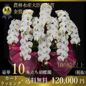 胡蝶蘭10本立ち・胡蝶蘭(コチョウラン)胡蝶蘭10本立ち大輪/開店祝い/還暦祝い/お祝い・胡蝶蘭 10本立ち/胡蝶蘭 送料無料/お祝い花・開店祝い・お祝い
