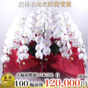 胡蝶蘭10本立ち・胡蝶蘭(コチョウラン)胡蝶蘭10本立ち大輪/開店祝い/還暦祝い/お祝い・胡蝶蘭 10本立ち/胡蝶蘭 送料無料/お祝い花・開店祝い・お祝い