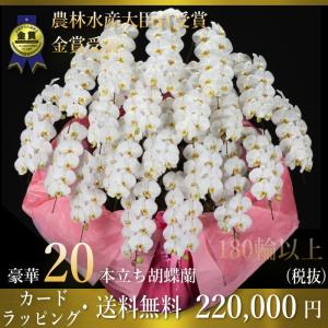 胡蝶蘭20本立ち・胡蝶蘭(コチョウラン)胡蝶蘭20本立ち大輪/開店祝い/還暦祝い/お祝い・胡蝶蘭 20本立ち/胡蝶蘭 送料無料/お祝い花・開店祝い・お祝い