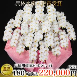 胡蝶蘭20本立ち・胡蝶蘭(コチョウラン)胡蝶蘭20本立ち大輪/開店祝い/還暦祝い/お祝い・胡蝶蘭 20本立ち/胡蝶蘭 送料無料/お祝い花・開店祝い・お祝い