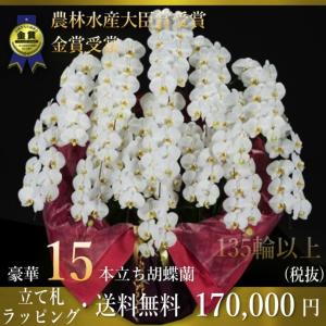 胡蝶蘭15本立ち・胡蝶蘭(コチョウラン)胡蝶蘭15本立ち大輪/開店祝い/還暦祝い/お祝い・胡蝶蘭 15本立ち/胡蝶蘭 送料無料/お祝い花・開店祝い・お祝い