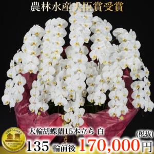 胡蝶蘭15本立ち・胡蝶蘭(コチョウラン)胡蝶蘭15本立ち大輪/開店祝い/還暦祝い/お祝い・胡蝶蘭 15本立ち/胡蝶蘭 送料無料/お祝い花・開店祝い・お祝い